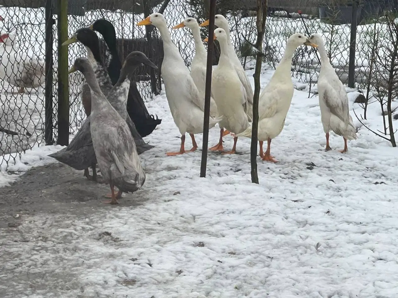 Billede 4 - Laufente 100DKK     dba  Løbeænder til salg i 6818