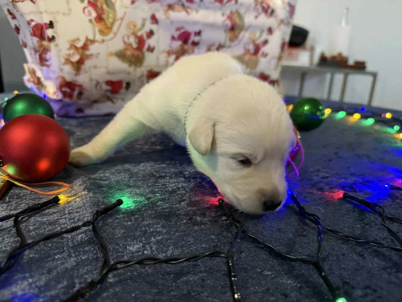 Billede 6 - Skal i have en blød julegave så kig her