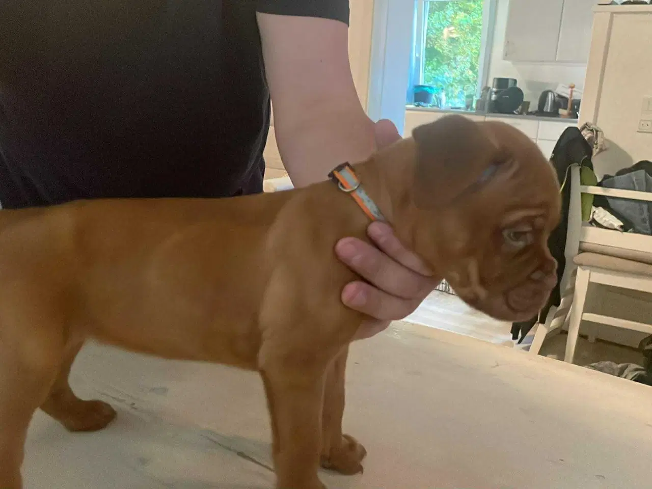 Billede 2 - 7/8  ddb - 1/8 Presa Canario