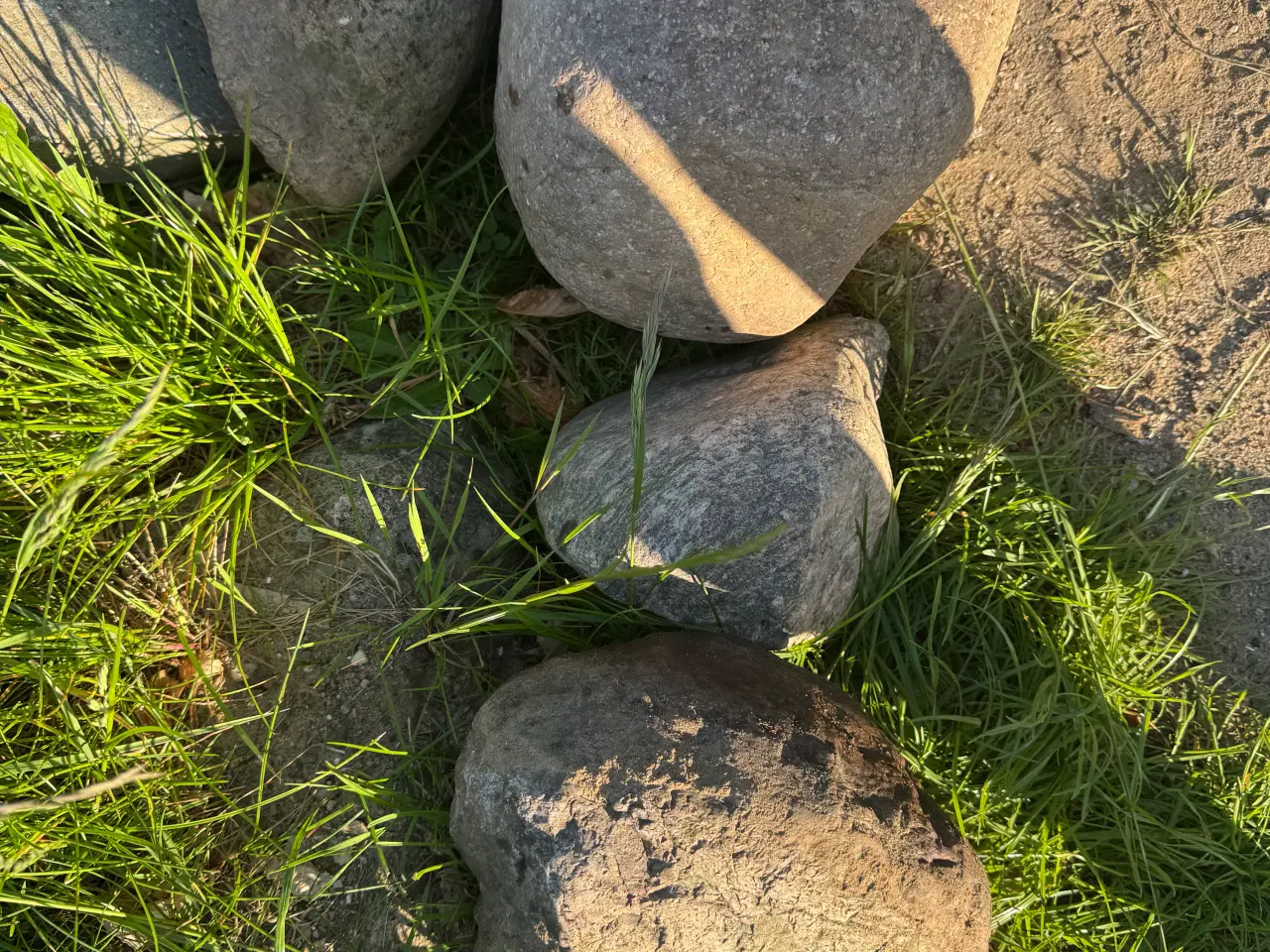 Billede 1 - Havesten