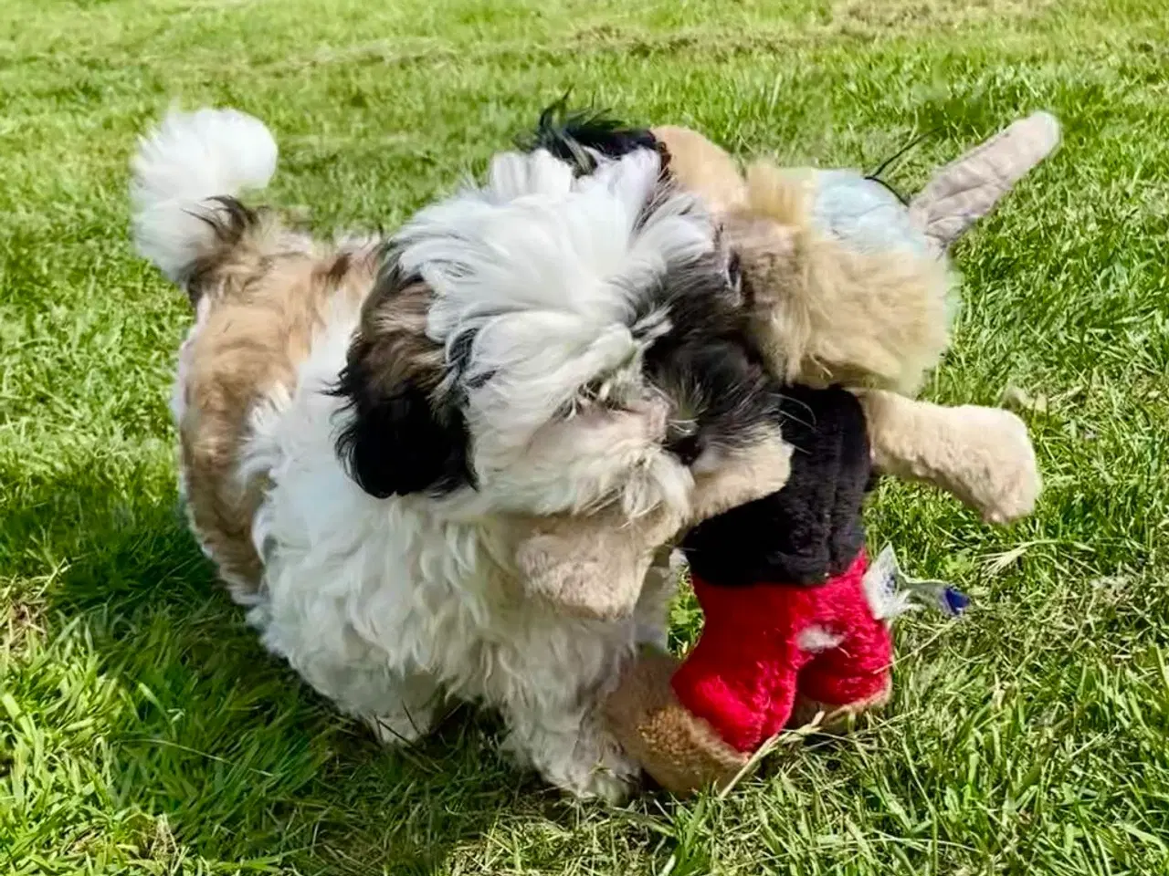 Billede 4 - Allergivenlig Shih Tzu hvalpe