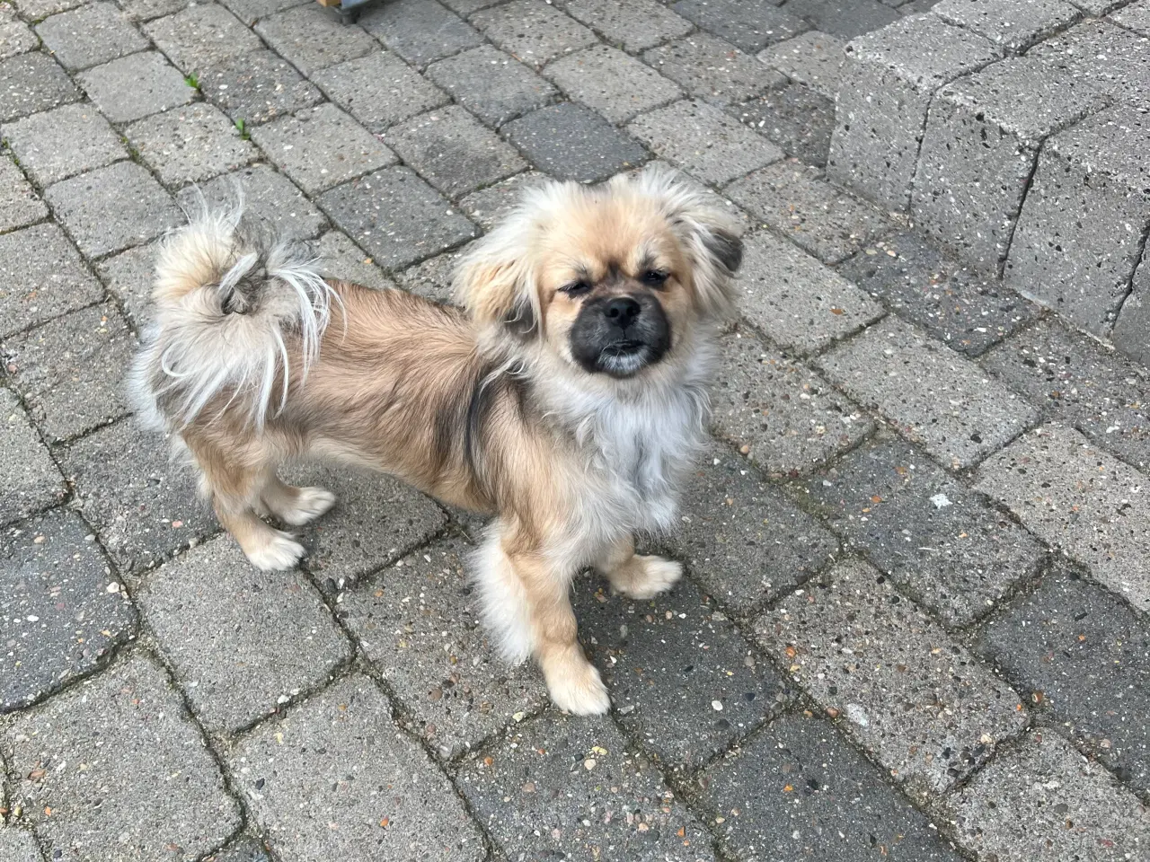 Billede 3 - Tibetansk Spaniel
