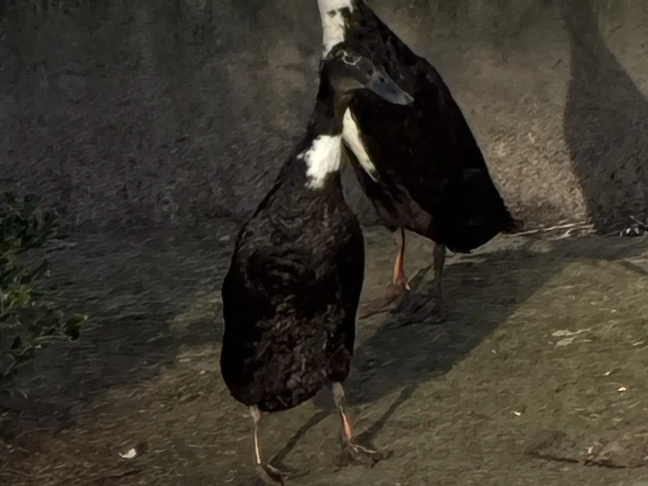 Billede 3 - Løbeænder 