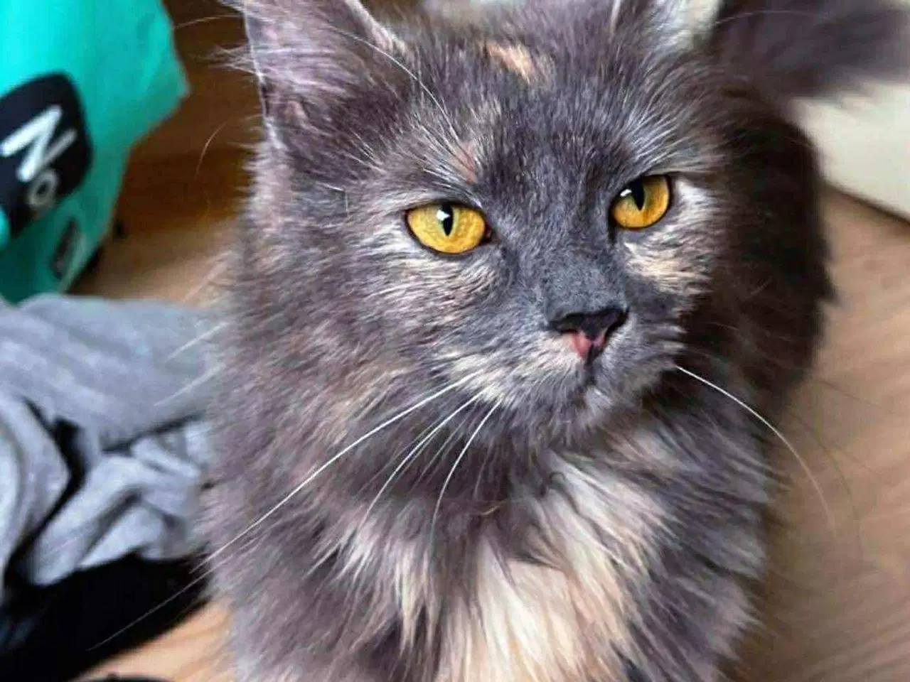 Billede 1 - Hunkat søger nyt hjem 