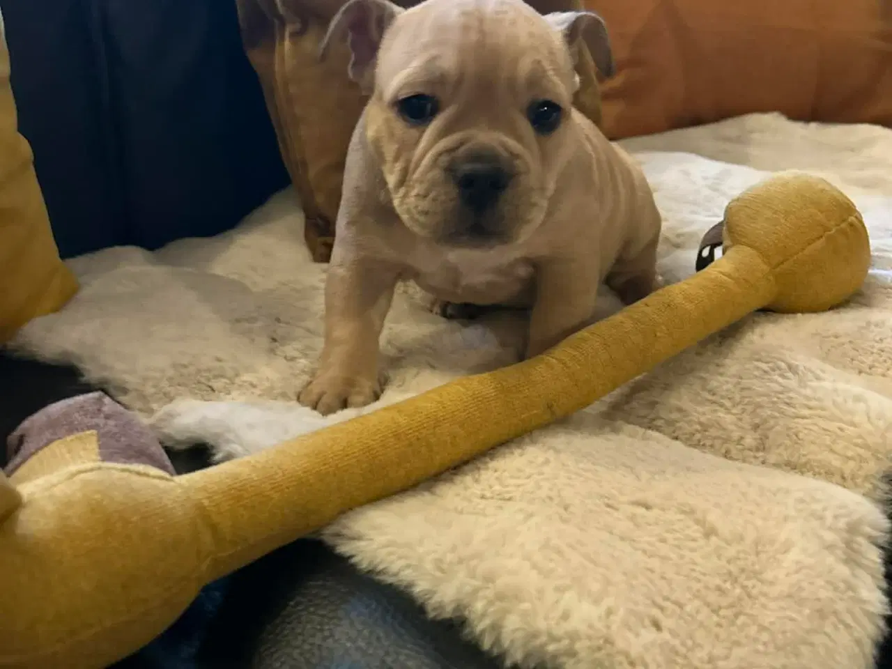 Billede 4 - New english bulldog