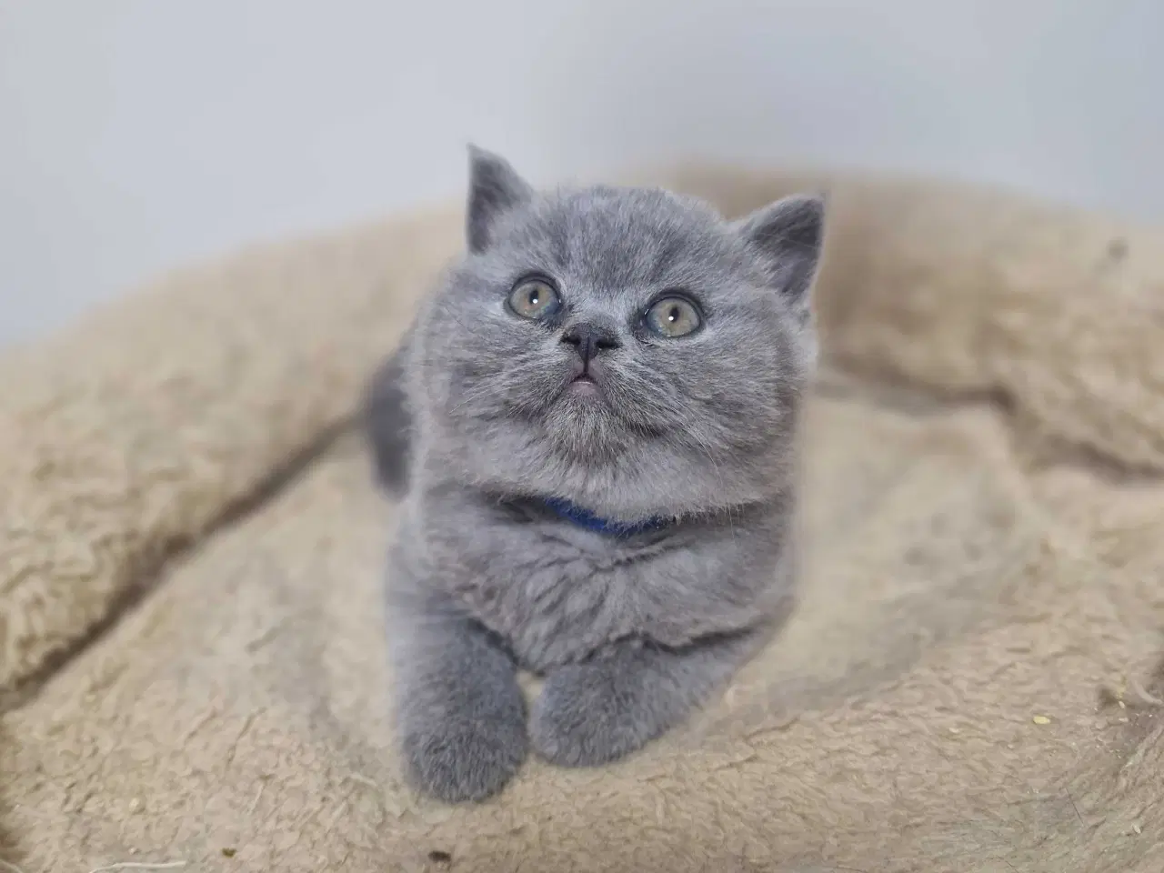 Billede 2 - British shorthair killinger