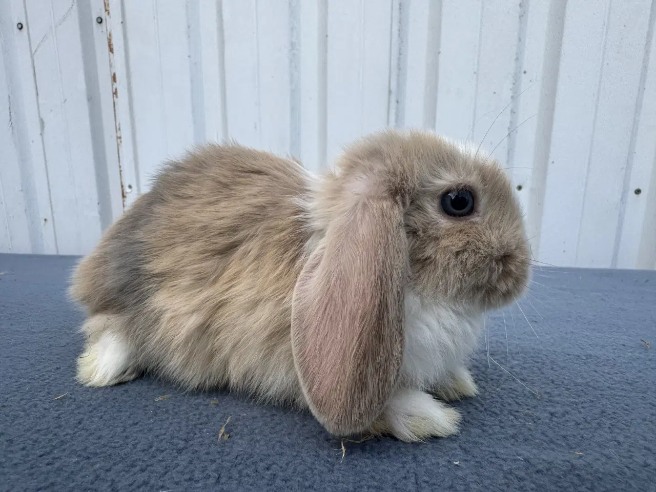 Billede 6 - Dværgvædder/Mini lop hunkanin