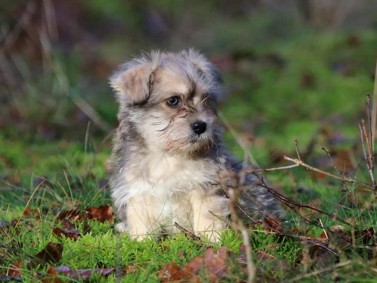 Billede 8 - Bichon havanais x cavalier king charles spaniel