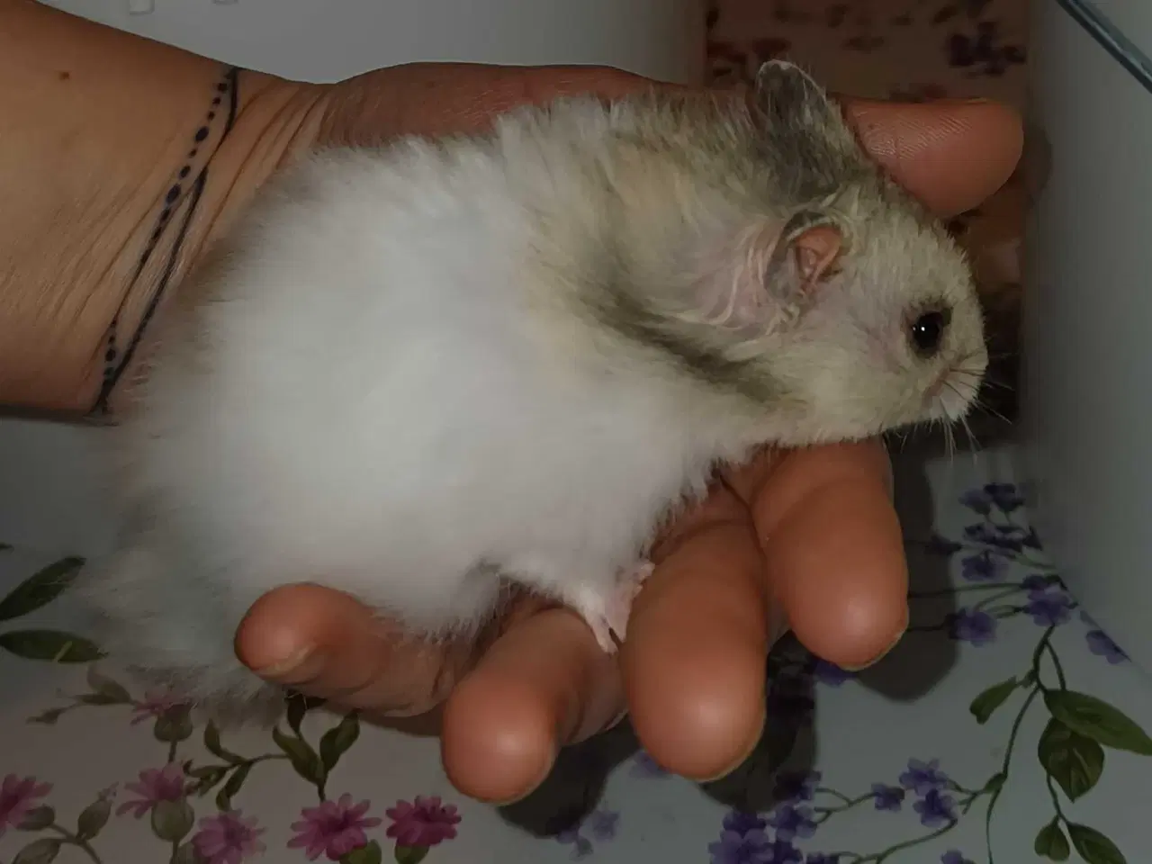 Billede 19 - Guldhamster unger