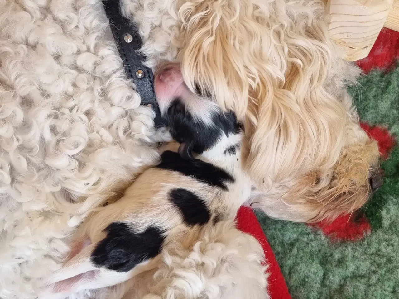Billede 15 - Golden Doodle F1b hvalpe – klar til nye hjem i okt