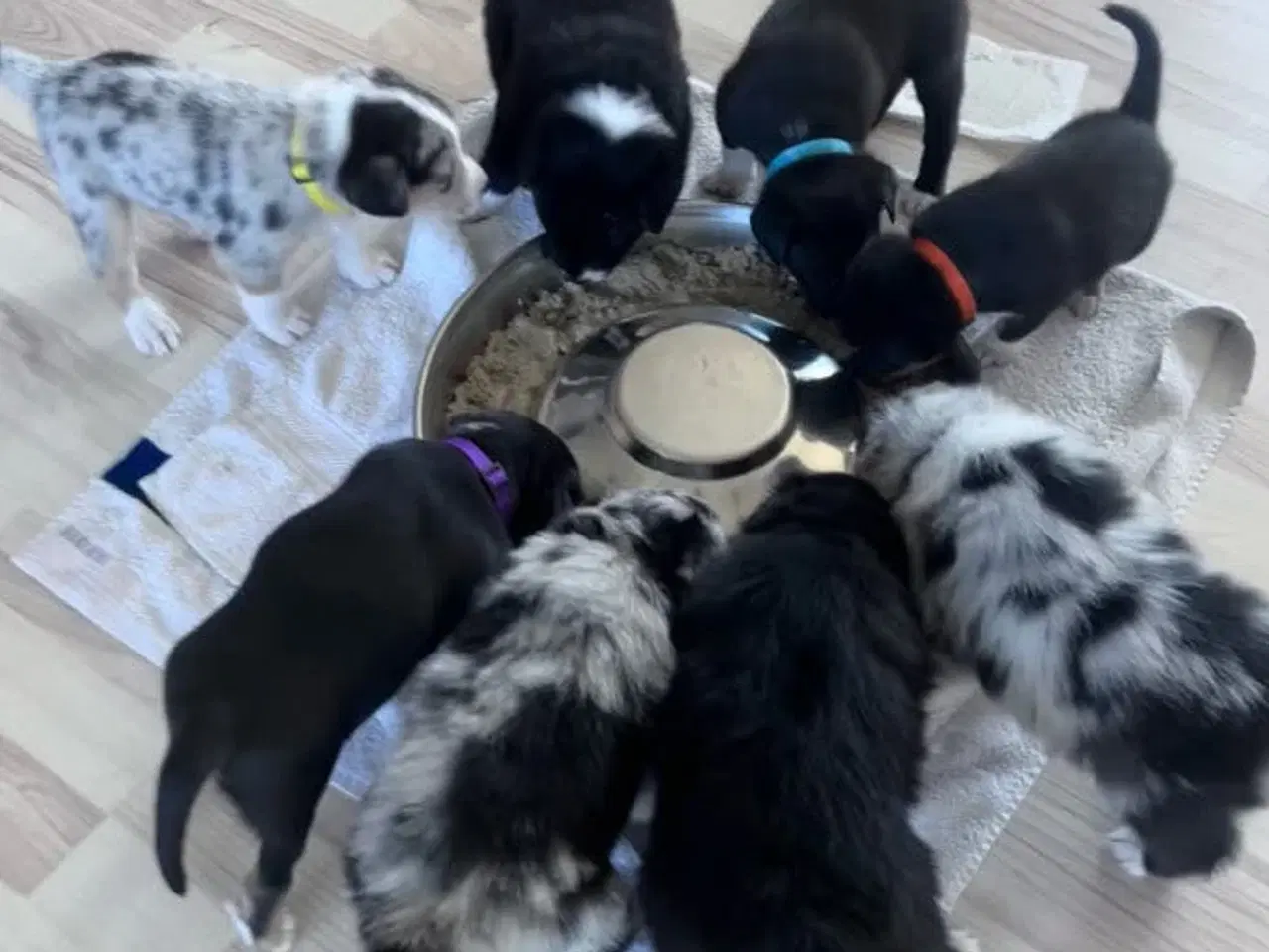 Billede 9 - Islandske fårehund med Australien shephard og DSG