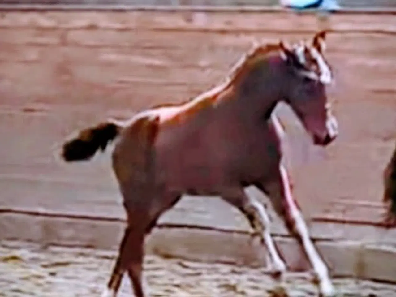 Billede 4 - Dansk Sports Pony 