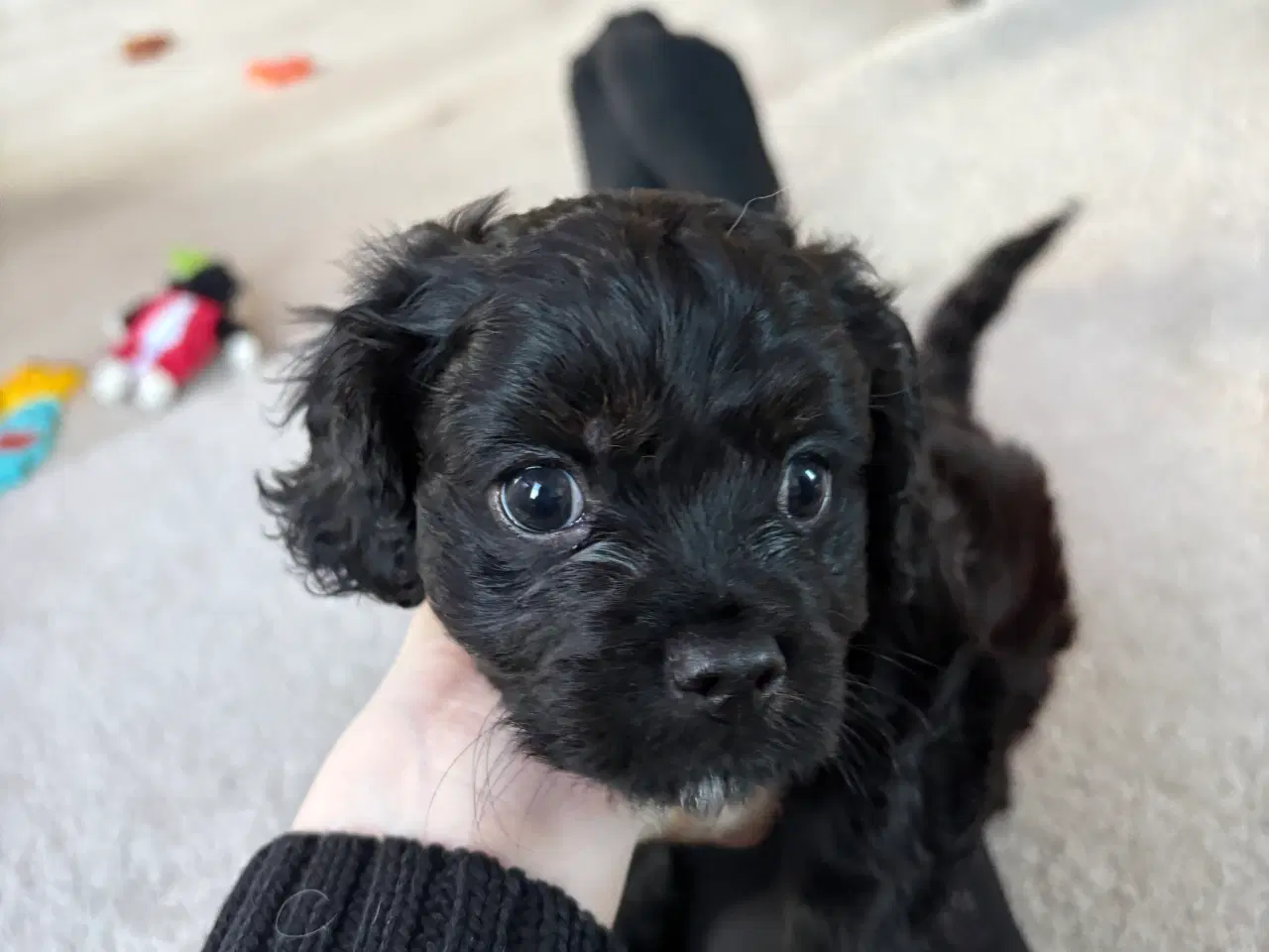 Billede 3 - Rejseklar cavapoo hvalp