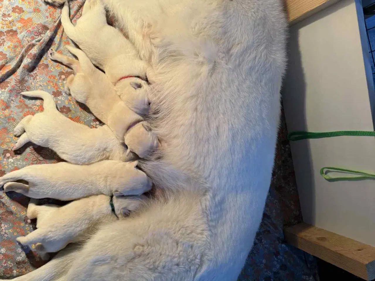 Billede 19 - Ønsker du en hund i julegave