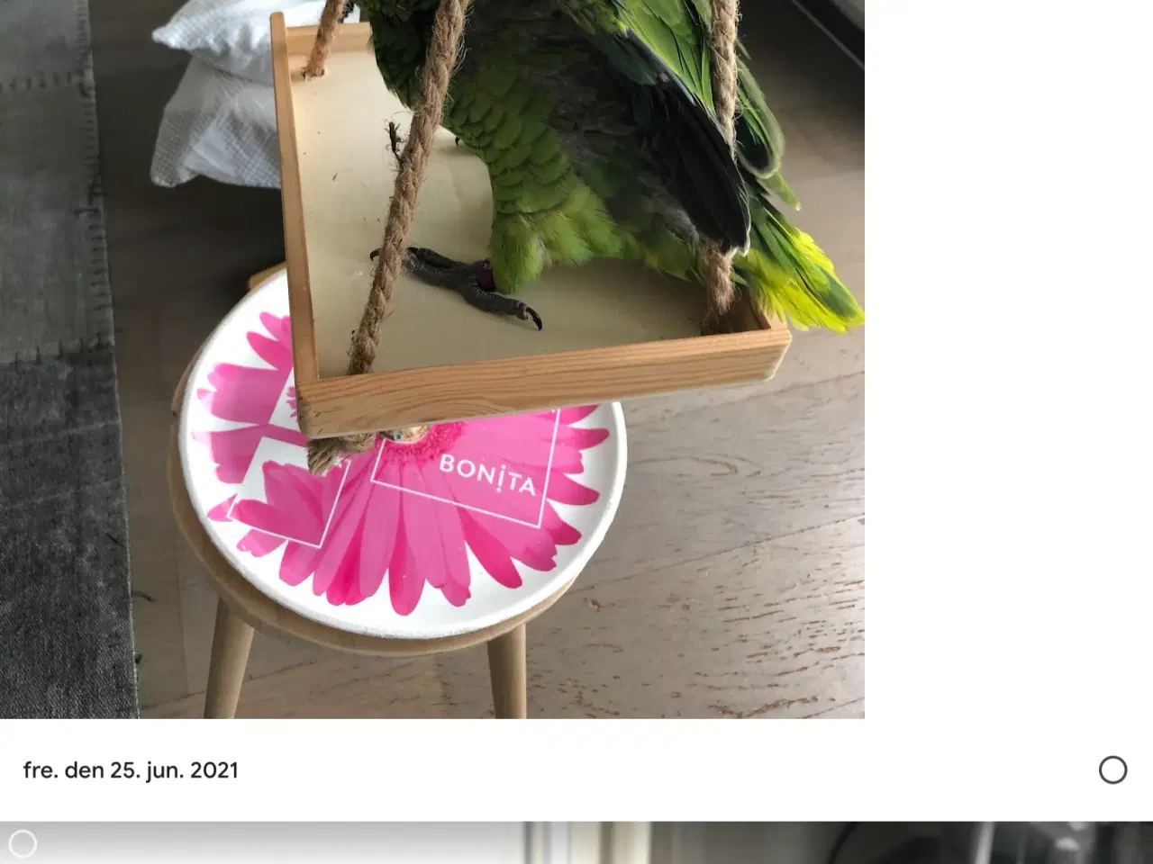 Billede 7 - Super sød Amazone papegøje