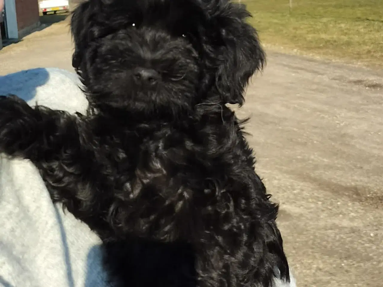 Billede 2 - Børnevenlige havapoo hvalpe sælges