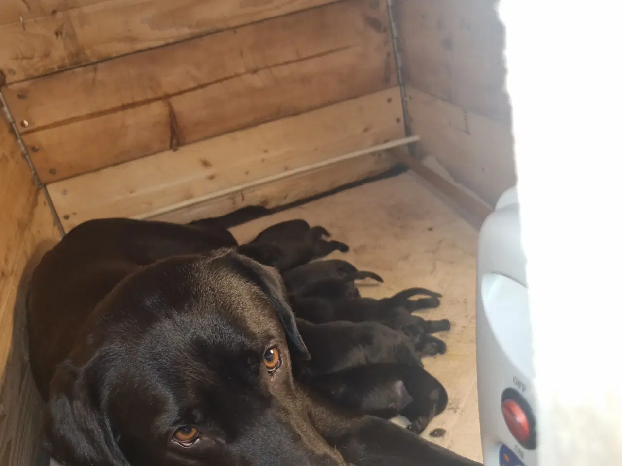 Billede 2 - Formel 1 labrador 