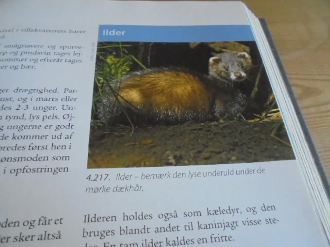 Billede 4 - JAGTTEGN – Natur, vildt, jæger  
