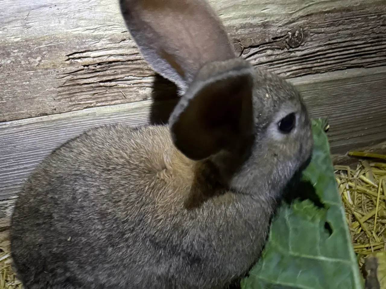 Billede 4 - Belgisk kæmper 