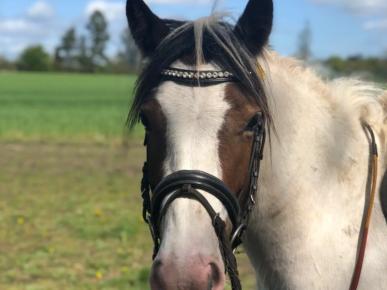 Billede 2 - Fantastisk sød pony