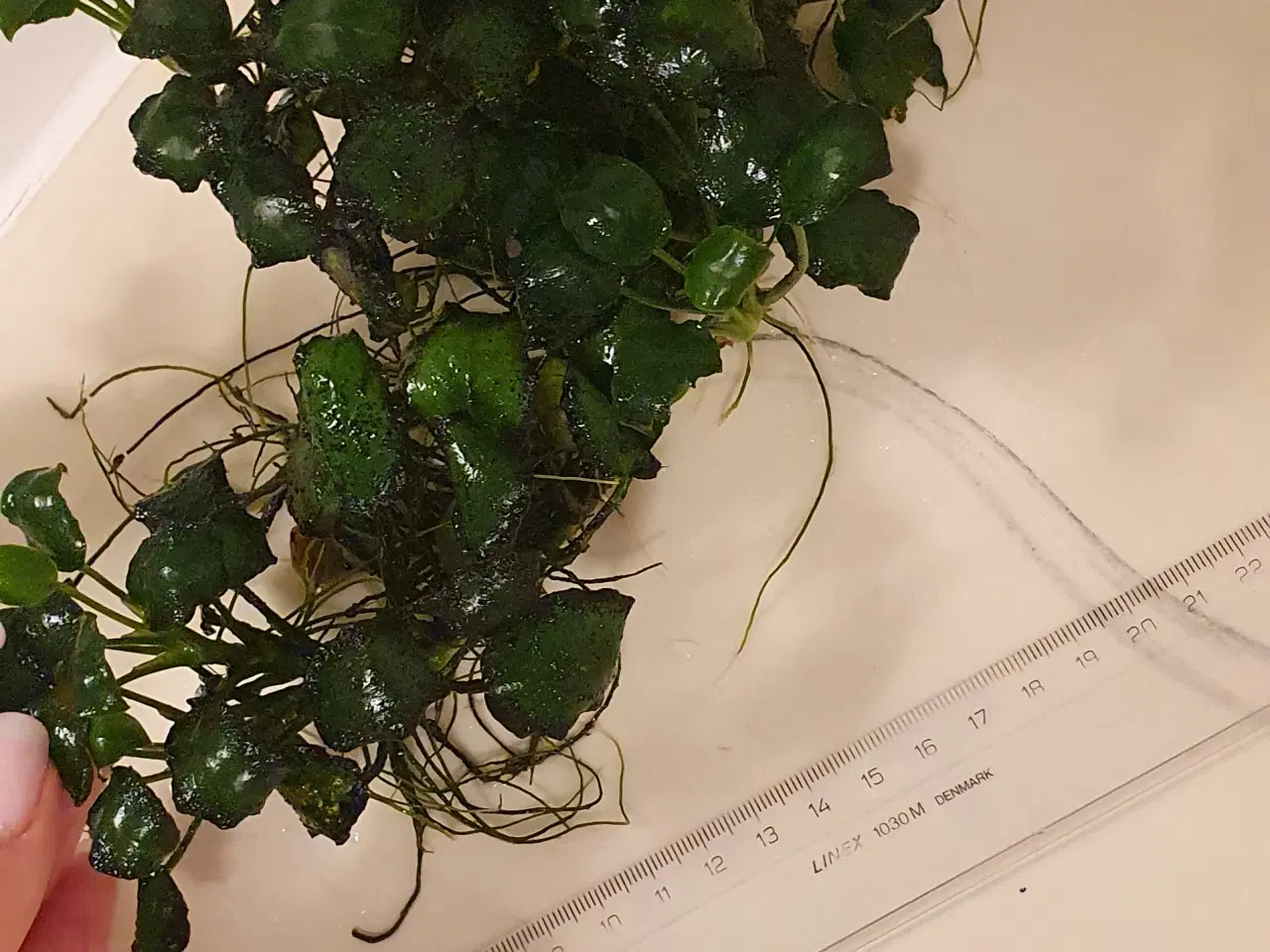 Billede 3 - Anubias. Akvarie planter 25x10