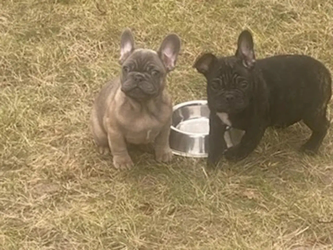Billede 1 - Fransk bulldog hvalp