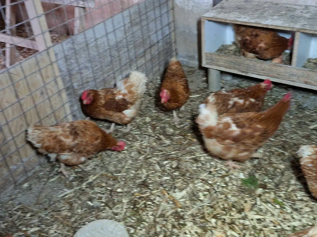 Billede 2 - Høns