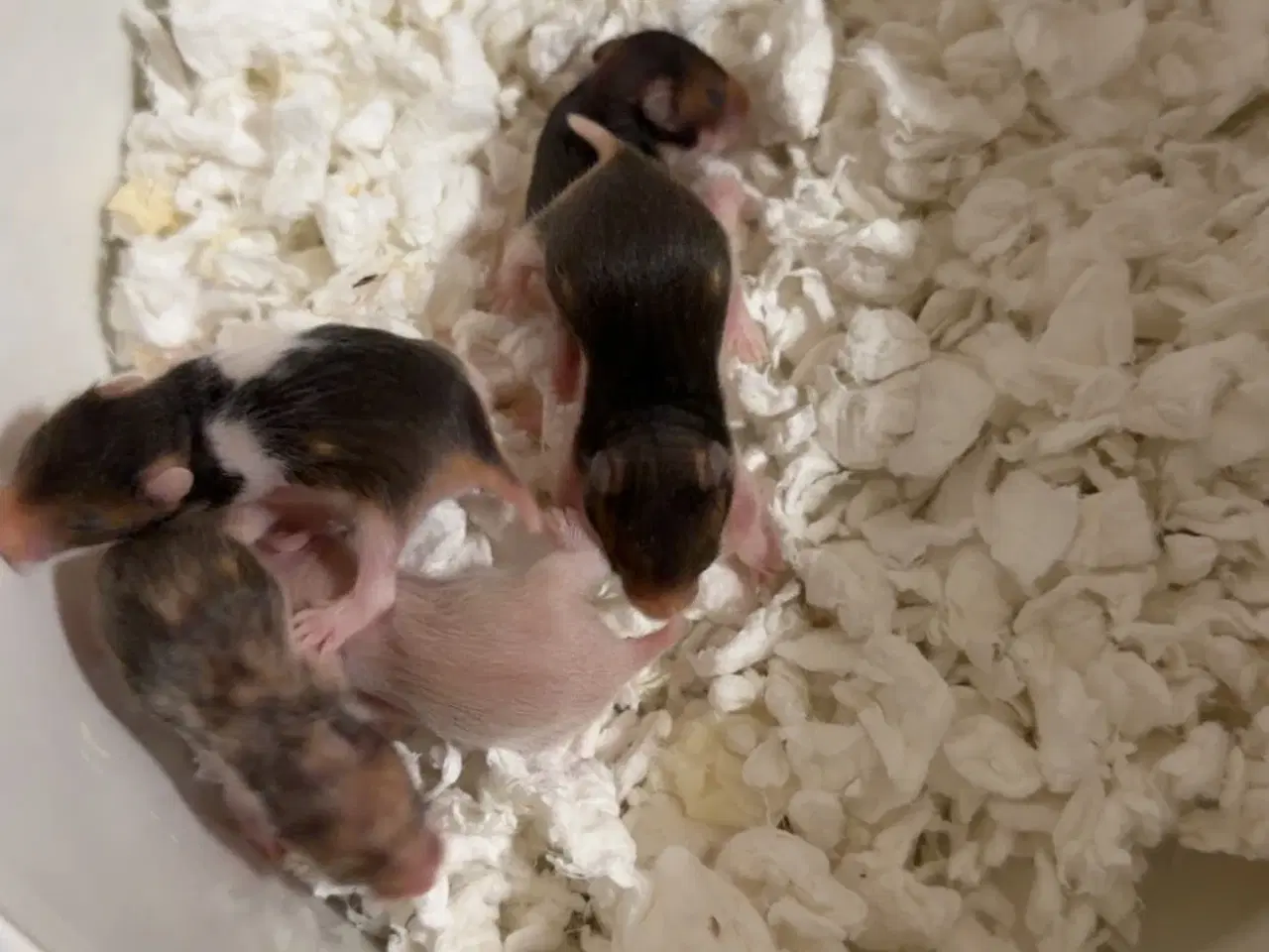 Billede 3 - Guld hamster unger