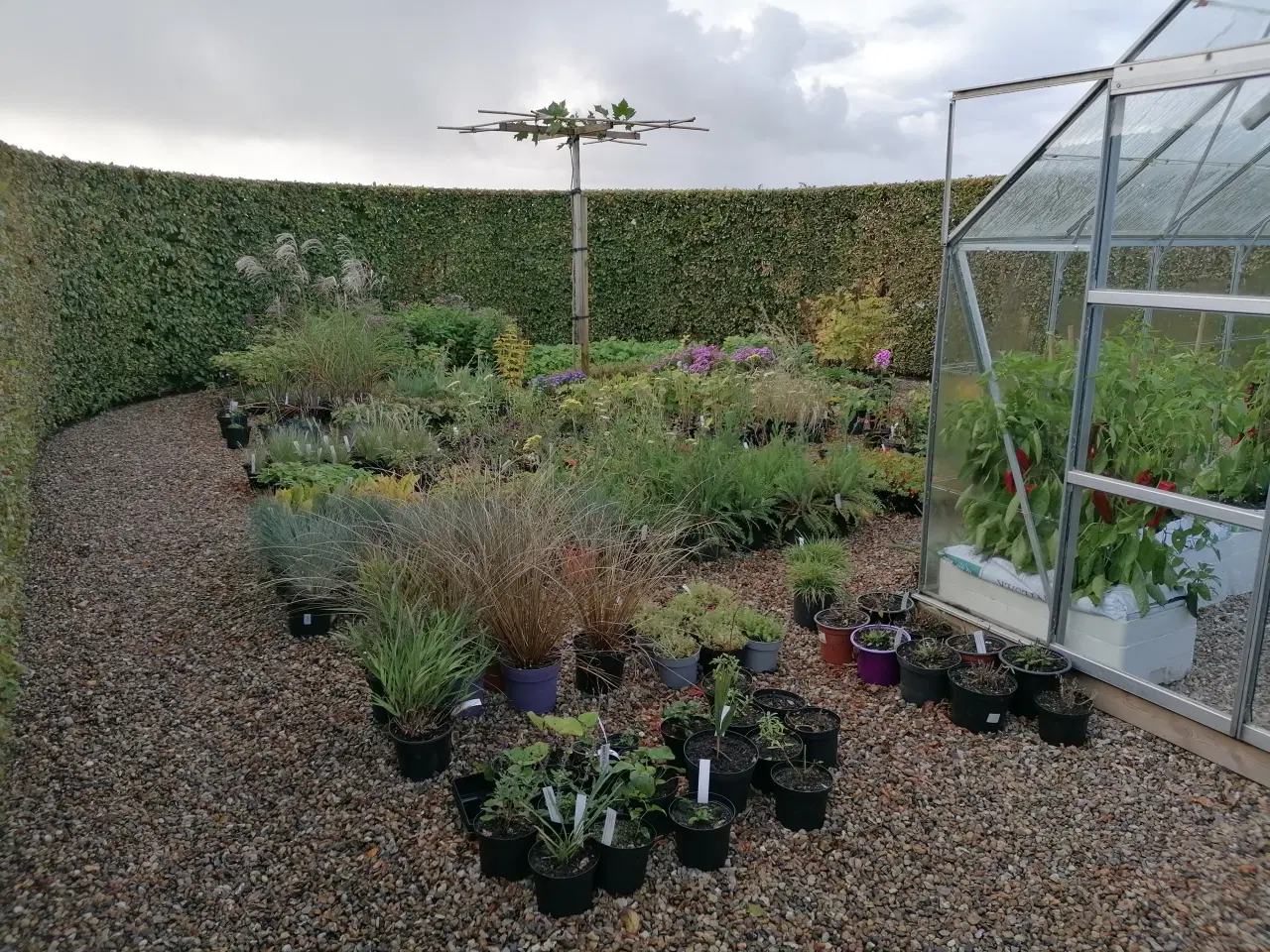 Billede 1 - Stauder og græsser