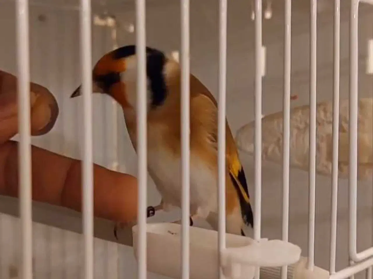 Billede 3 - Super tamme Major Stillits (Classic) fra 2025