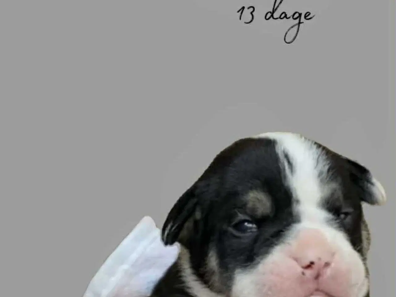 Billede 5 - Old english bulldog hvalpe