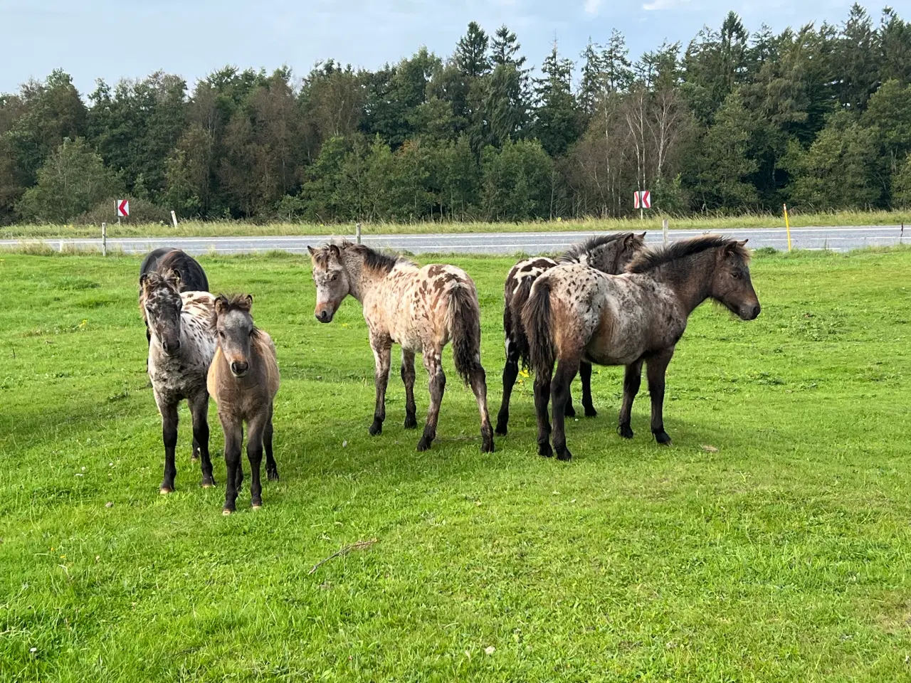 Billede 3 - Plettet pony føl!