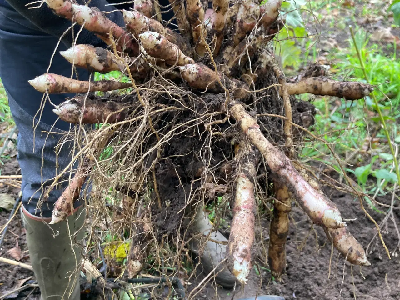 Billede 9 - Jordskokker 6 sorter alle vinterhårdfør