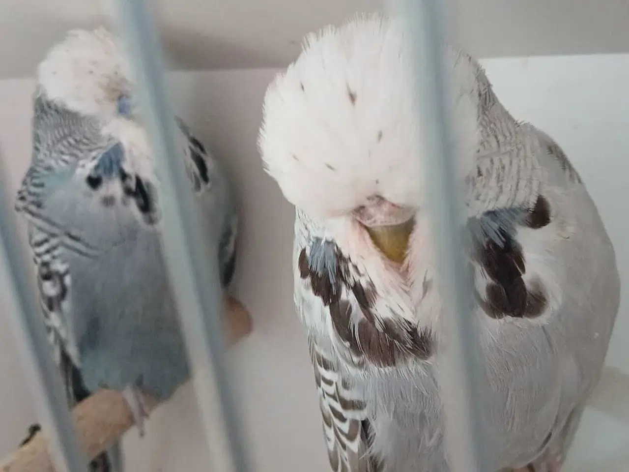 Billede 11 - 1 par Engelske undulater 