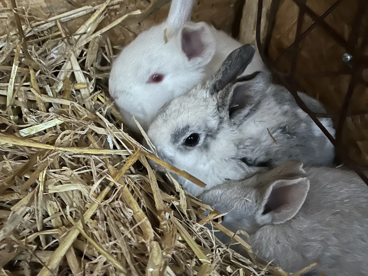 Billede 4 - Kaninunger sælges