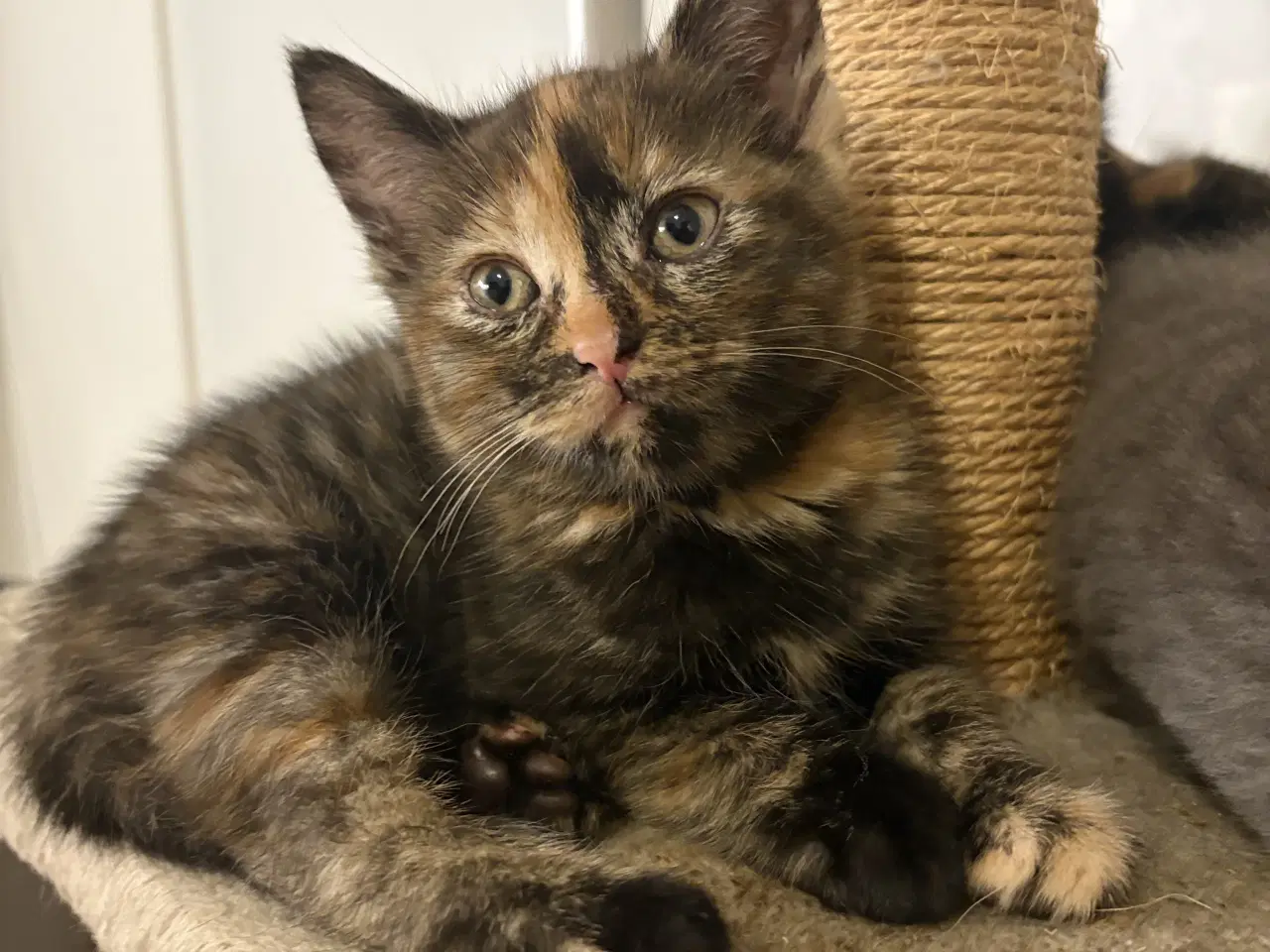 Billede 3 - To søde hunkatte søger nyt hjem