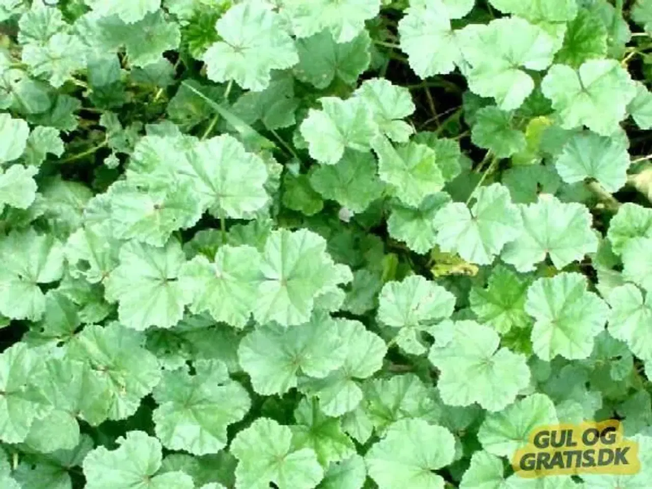 Billede 1 - Marrokansk spinat (Malva-salat)