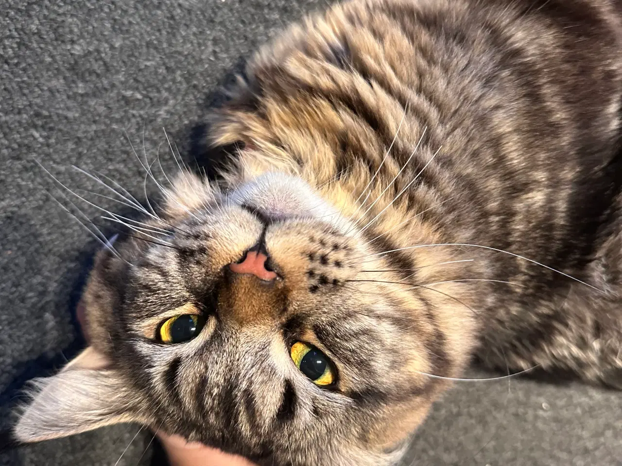 Billede 1 - Fantastisk kælen Maine Coon han søger nyt hjem!