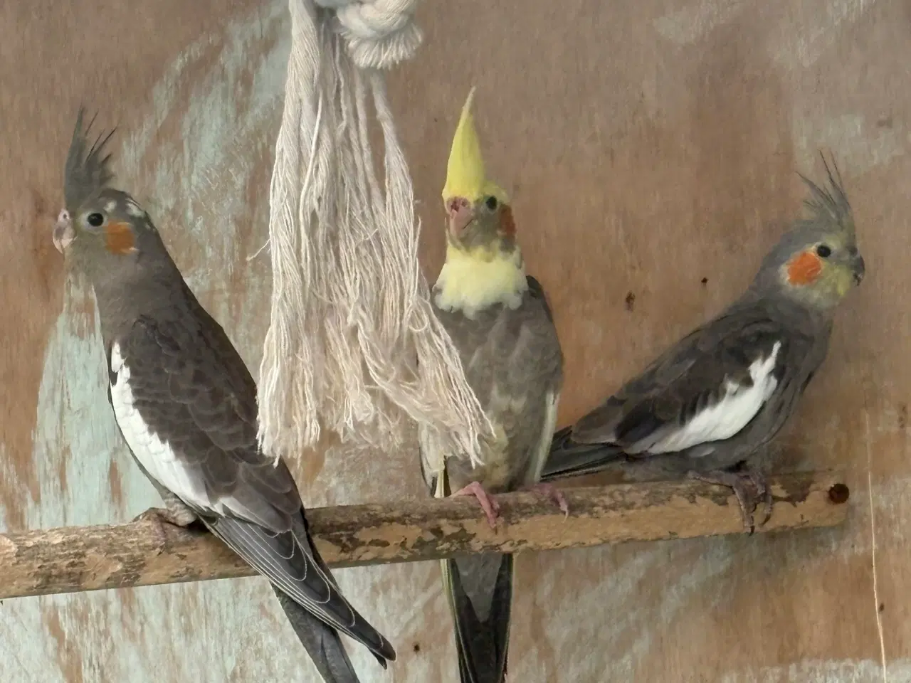 Billede 1 - Nymfe parakitter