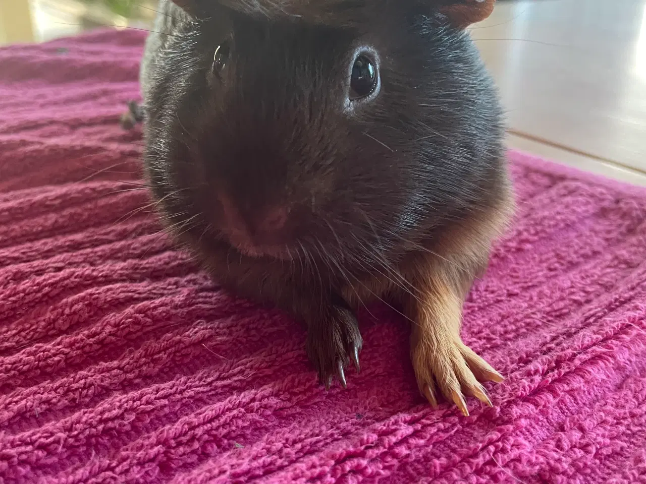 Billede 2 - Bortgives marsvin