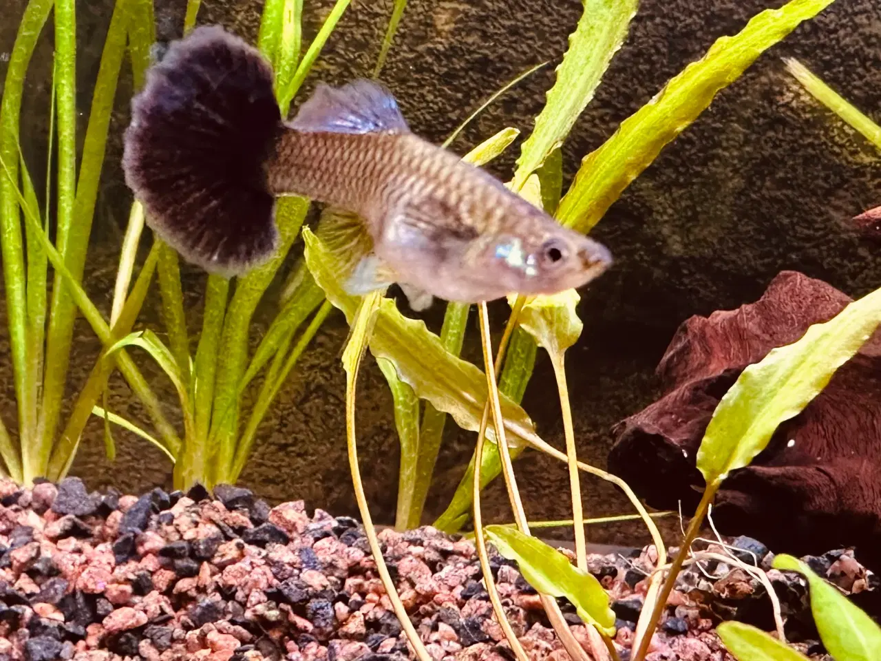 Billede 10 - Renstammede guppyer