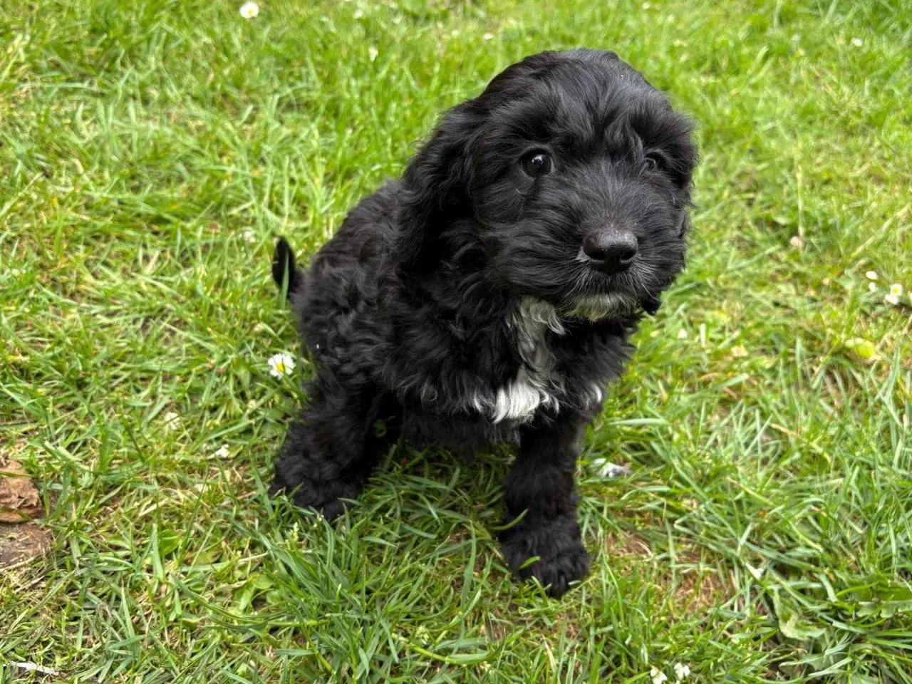 Billede 4 - Sødeste cockapoo hvalper