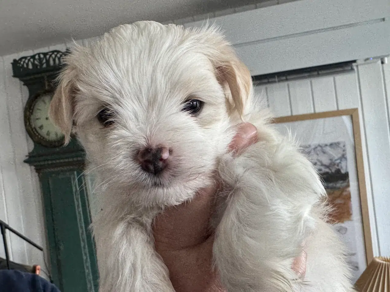 Billede 2 - 3 hanhunde 6 uger