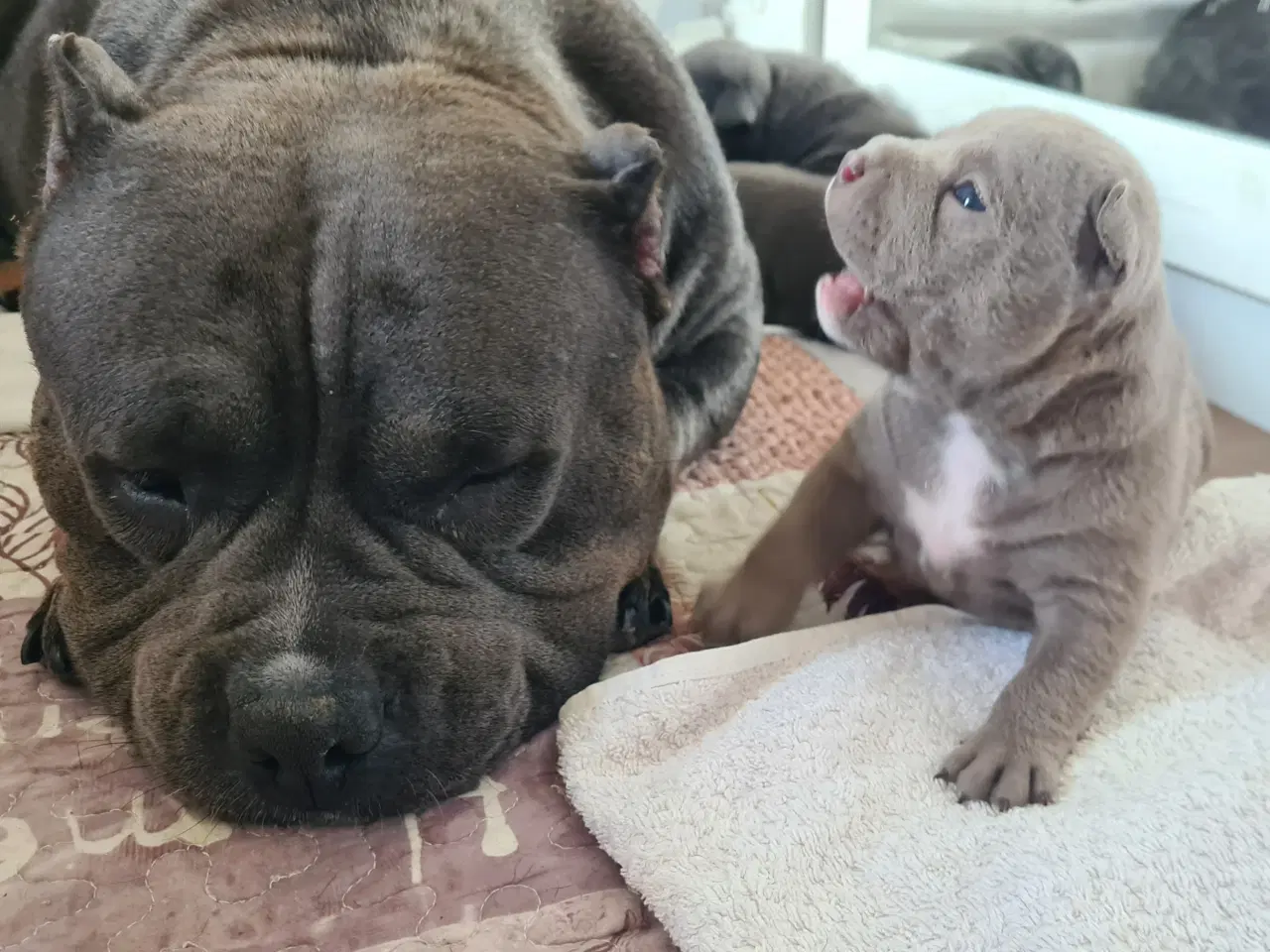 Billede 5 - American Bully Pocket - hvalpe 