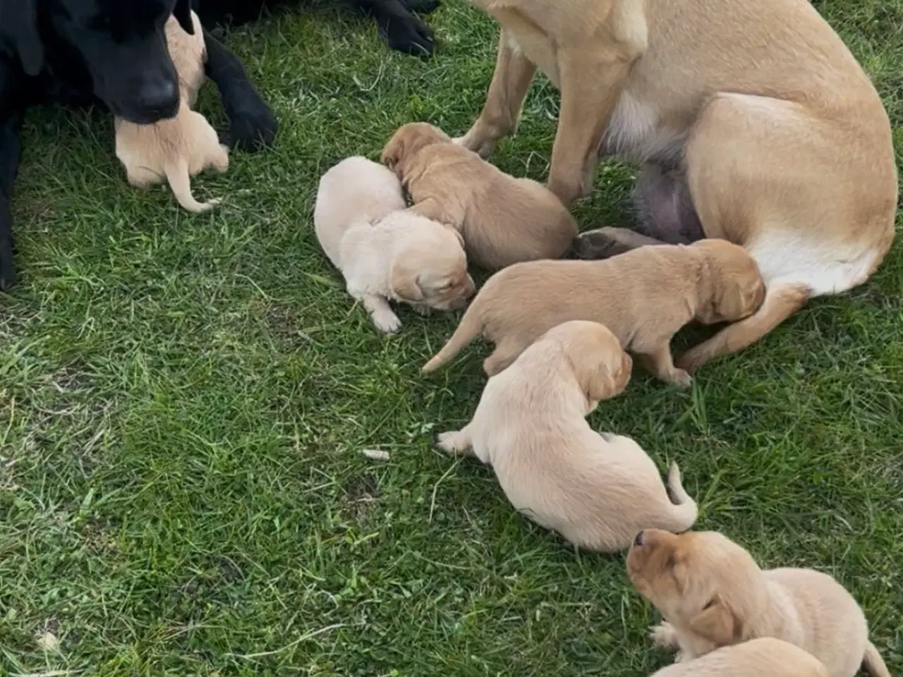 Billede 4 - Labrador hvalpe til salg