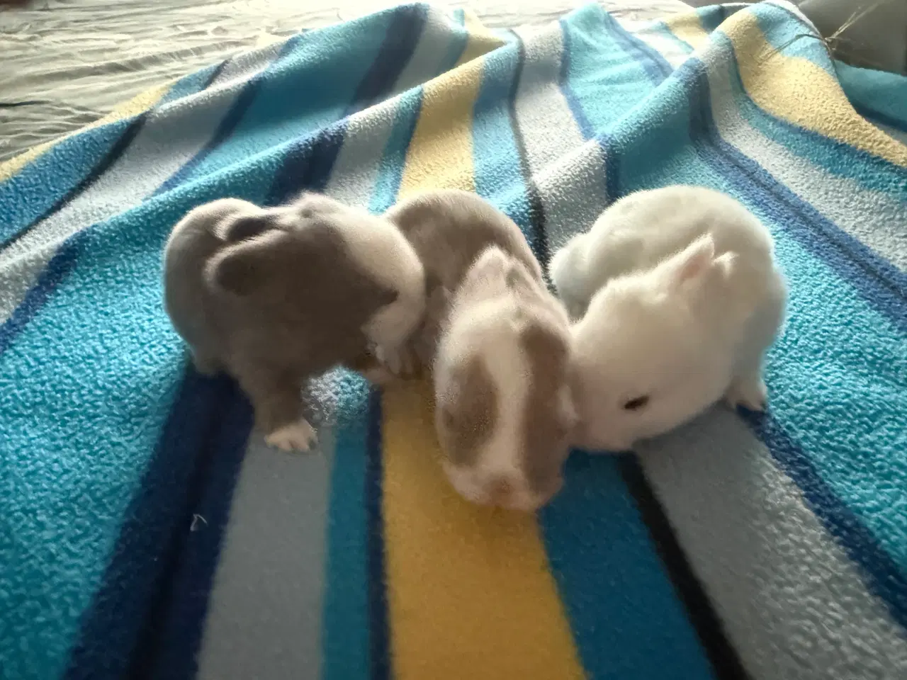 Billede 1 - Mini lop kanin