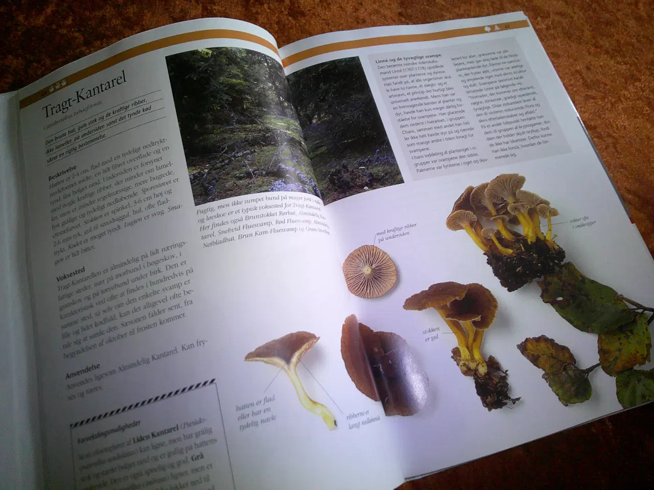 Billede 3 - Politikens visuelle svampebog, Henning Knudsen