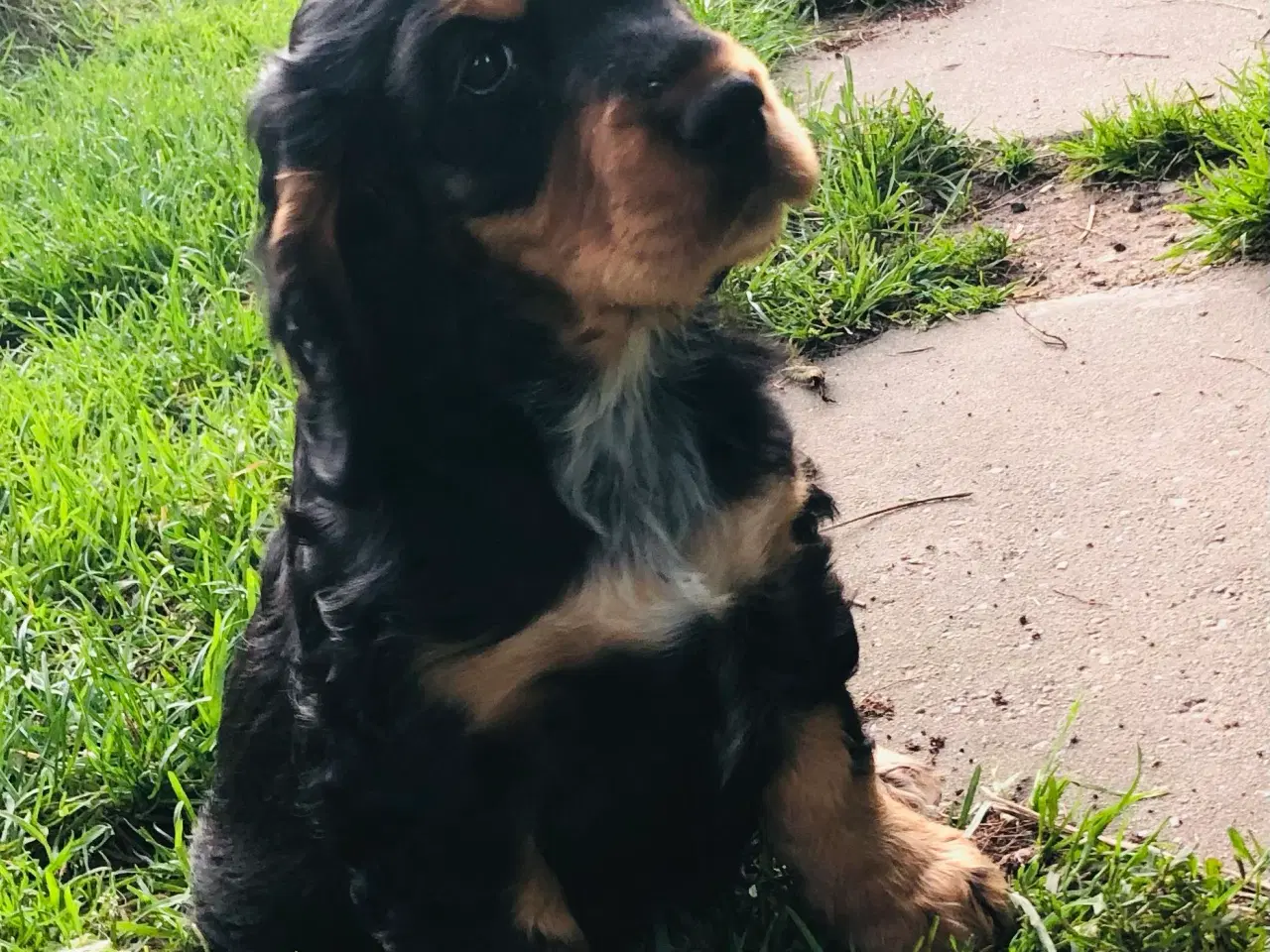Billede 5 - Engelsk Cocker spaniel