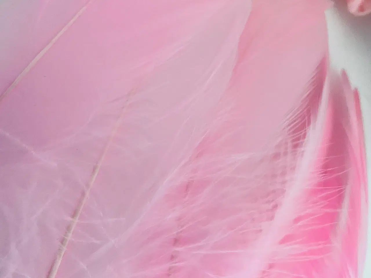 Billede 5 - Lyserøde fjer til pynt / hobby
