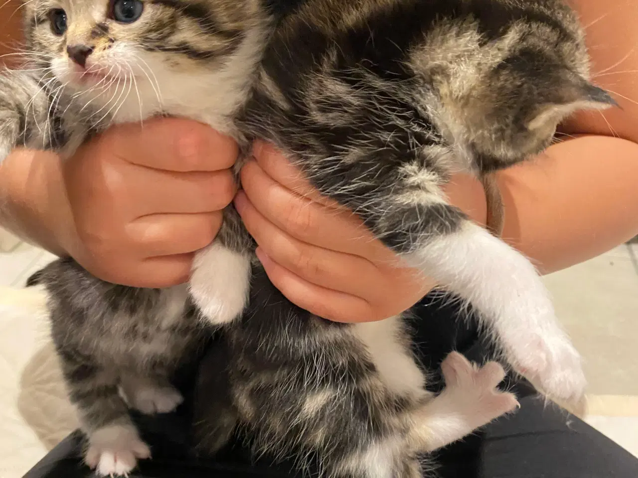Billede 3 - Kattekillinger 